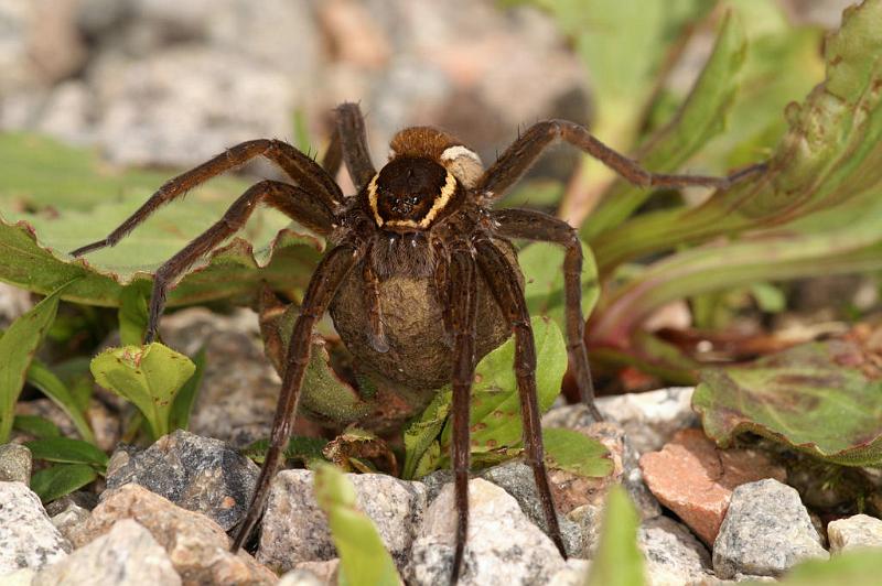 Dolomedes_fimbriatus_D5097_Z_89_Canal du Nivernais_Frankrijk.jpg